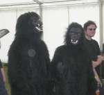 Image: gorillas.jpg