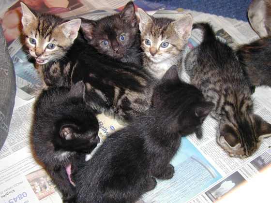 Image: kittens/web/kittens02.jpg