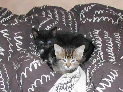 Image: kittens/web/kittens15.jpg