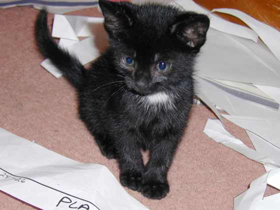 Image: kittens/web/kittens20.jpg