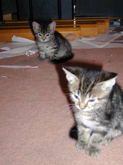 Image: kittens/web/kittens23.jpg