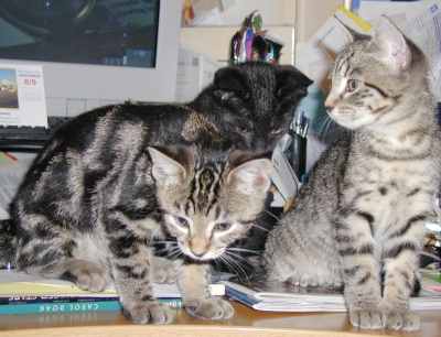 Image: kittens/web/kittens29.jpg