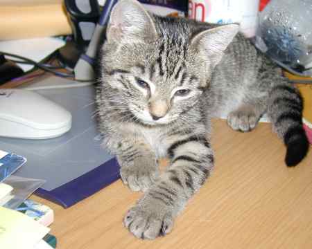 Image: kittens/web/kittens32.jpg